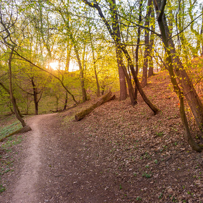 Кунратицкий лес